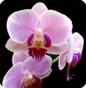   Wild Orchid